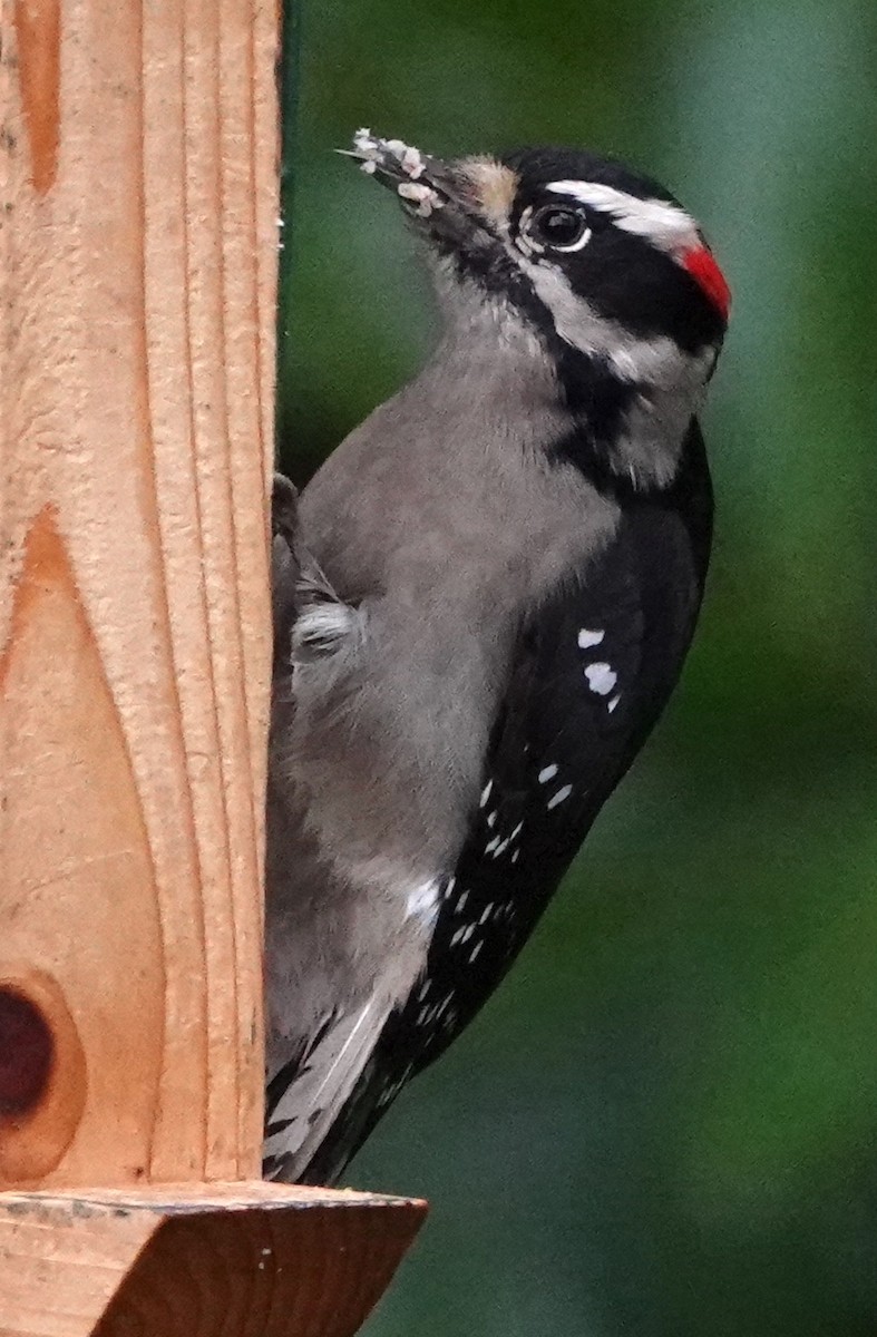 Downy Woodpecker - ML518395321