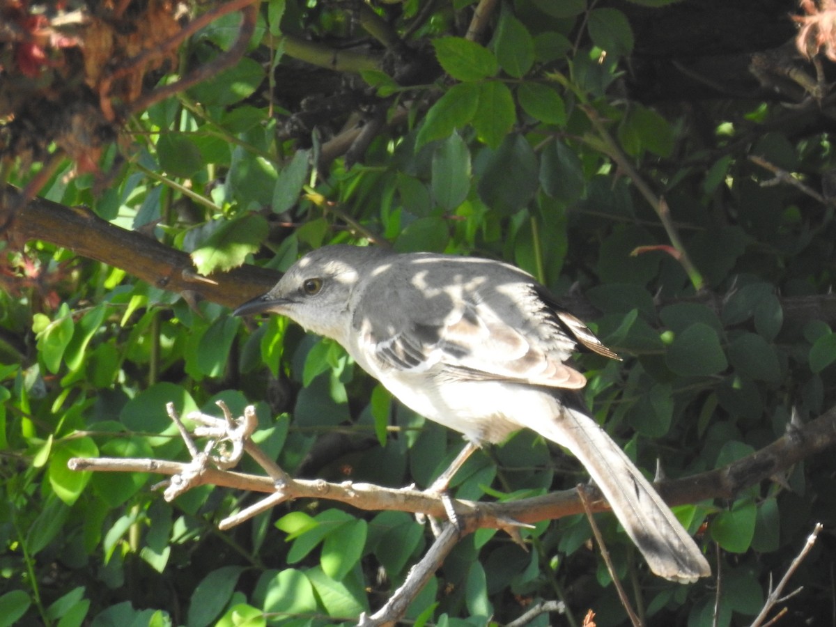 Northern Mockingbird - ML51839631