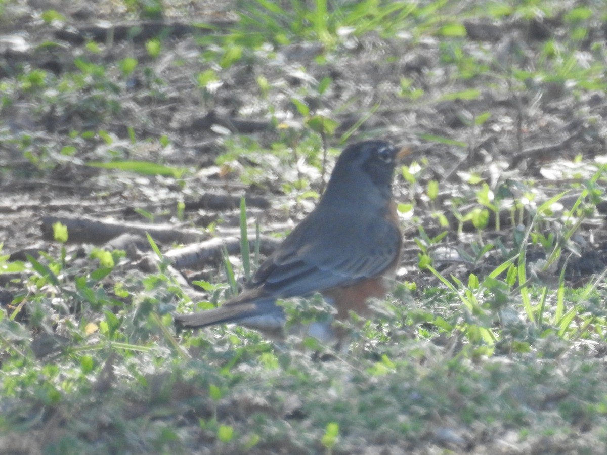 American Robin - ML51839681