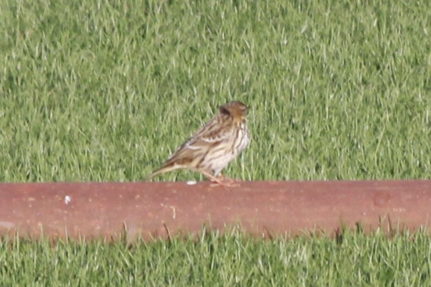 Red-throated Pipit - ML518397091