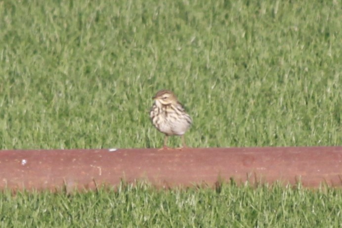 Red-throated Pipit - ML518397101