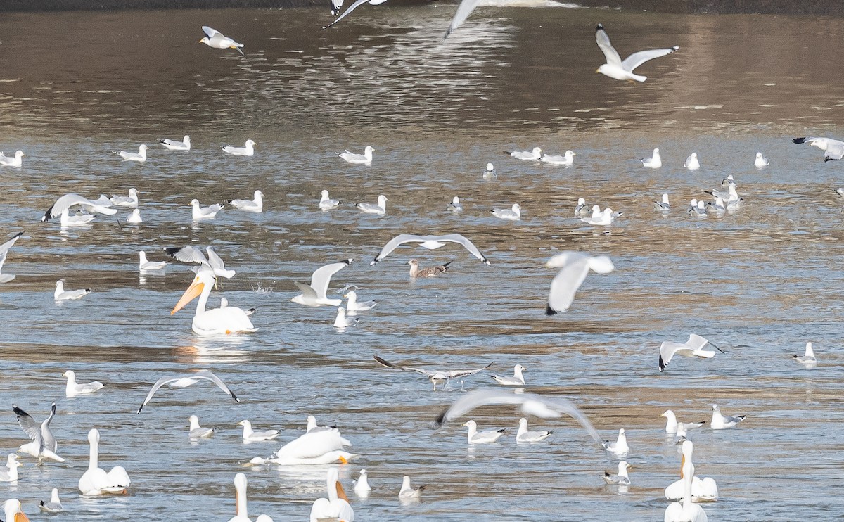 Gaviota Sombría - ML518398181