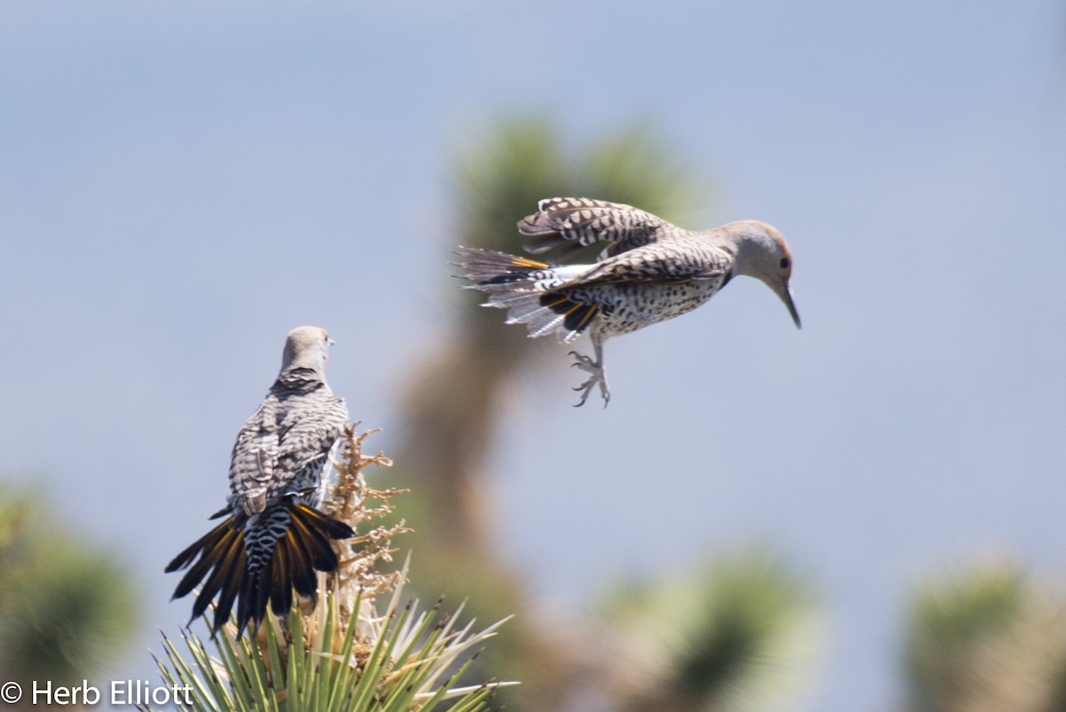 Gilded Flicker - ML51839871