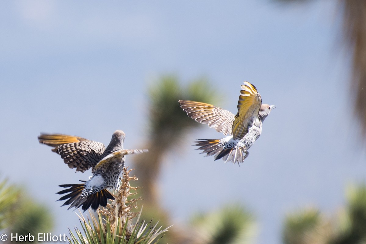 Gilded Flicker - ML51839891