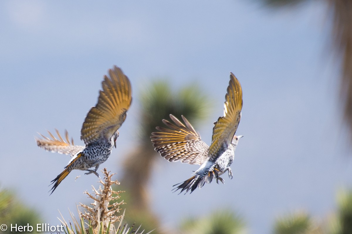 Gilded Flicker - ML51839901