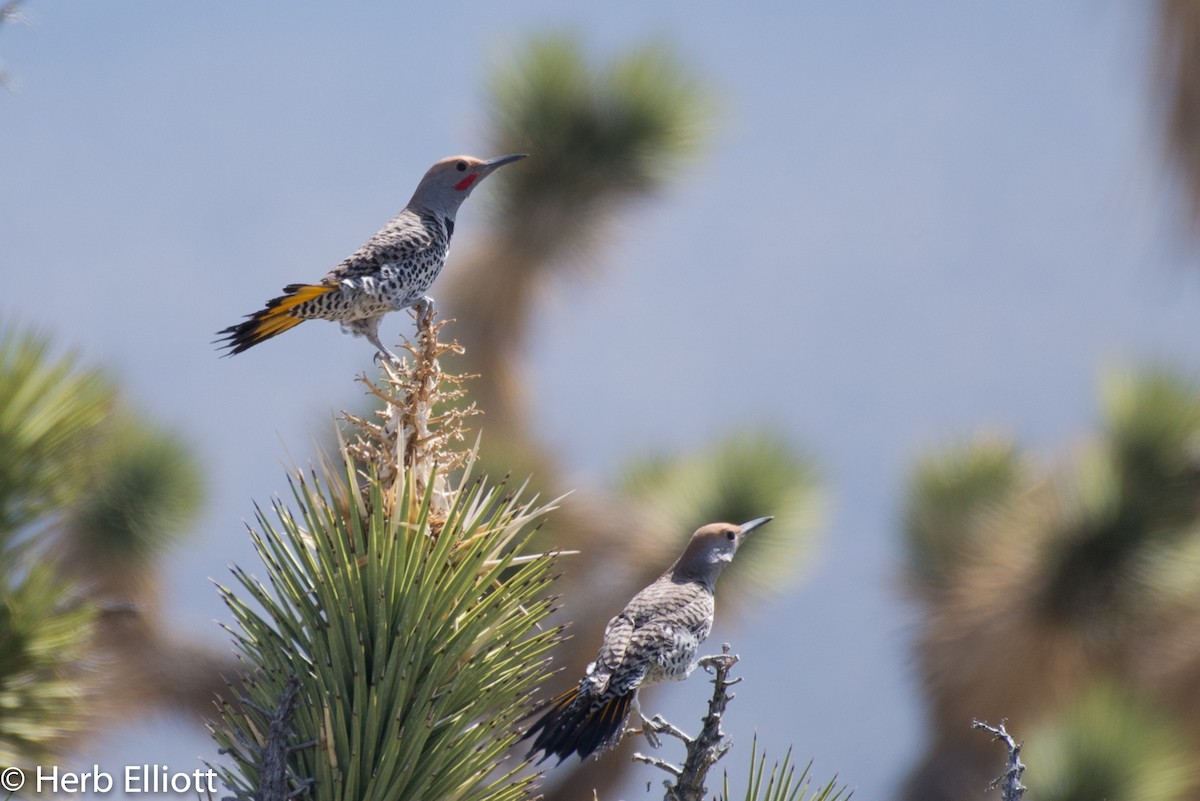 Gilded Flicker - ML51839911