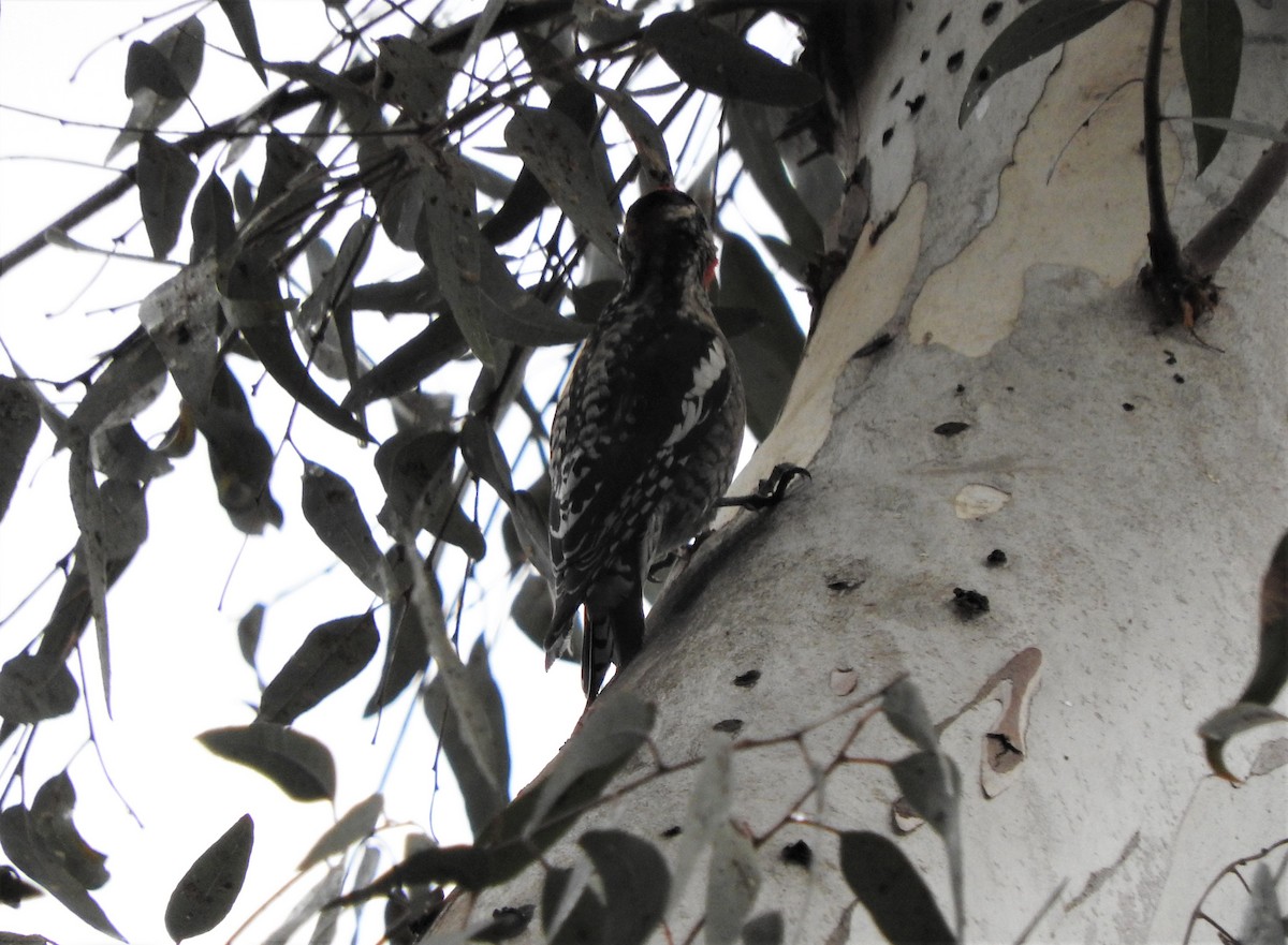 Red-naped Sapsucker - ML518401731