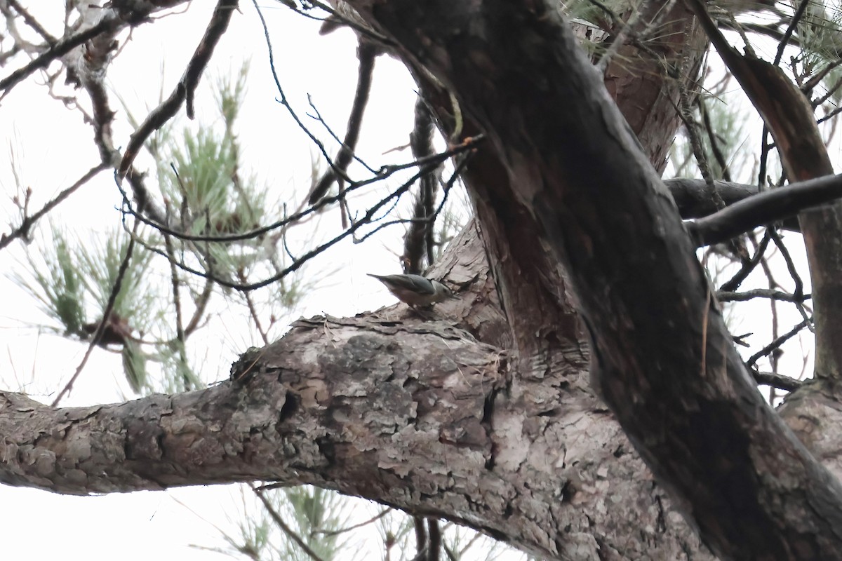 White-breasted Nuthatch - ML518403421