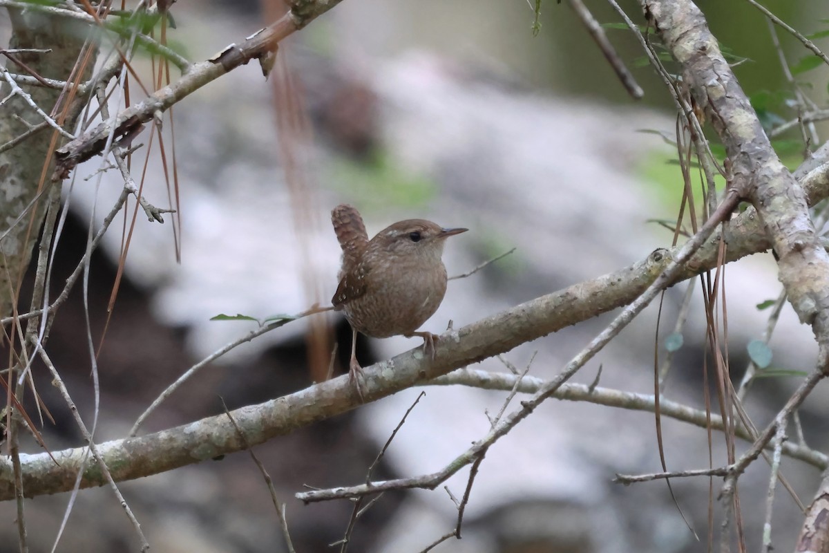 Troglodyte des forêts - ML518403731