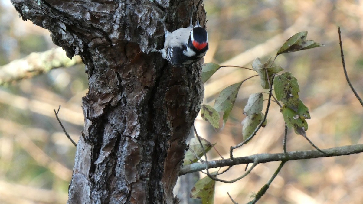 Downy Woodpecker (Eastern) - ML518404091