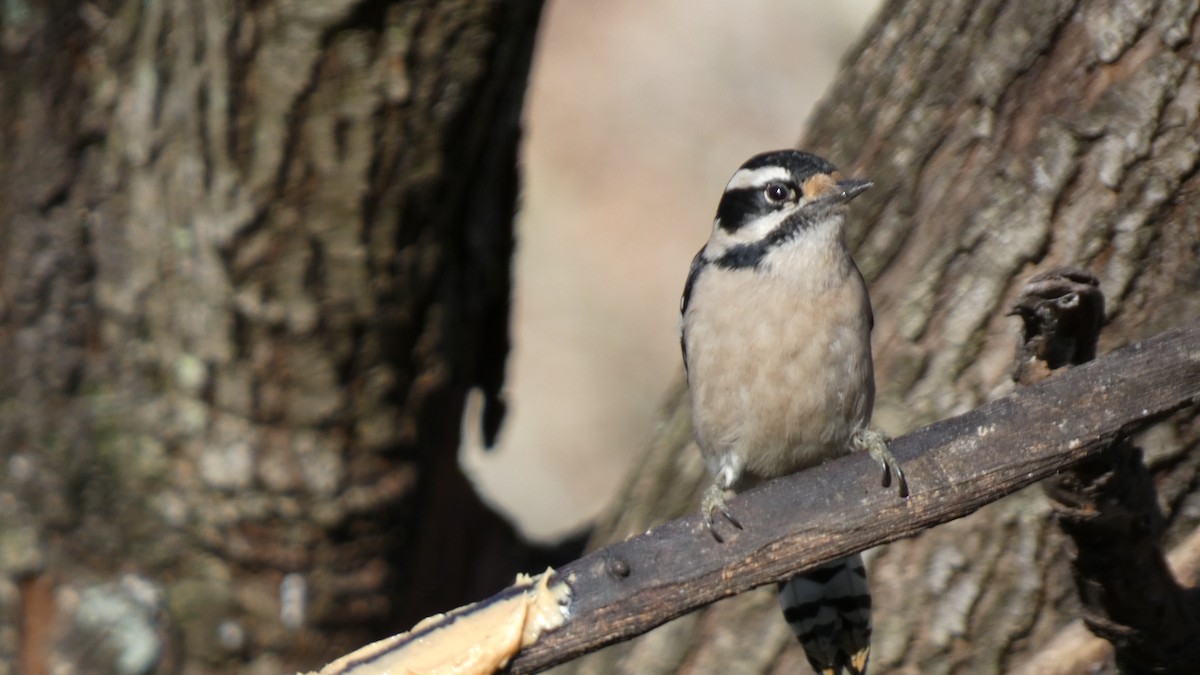 Downy Woodpecker (Eastern) - ML518404101