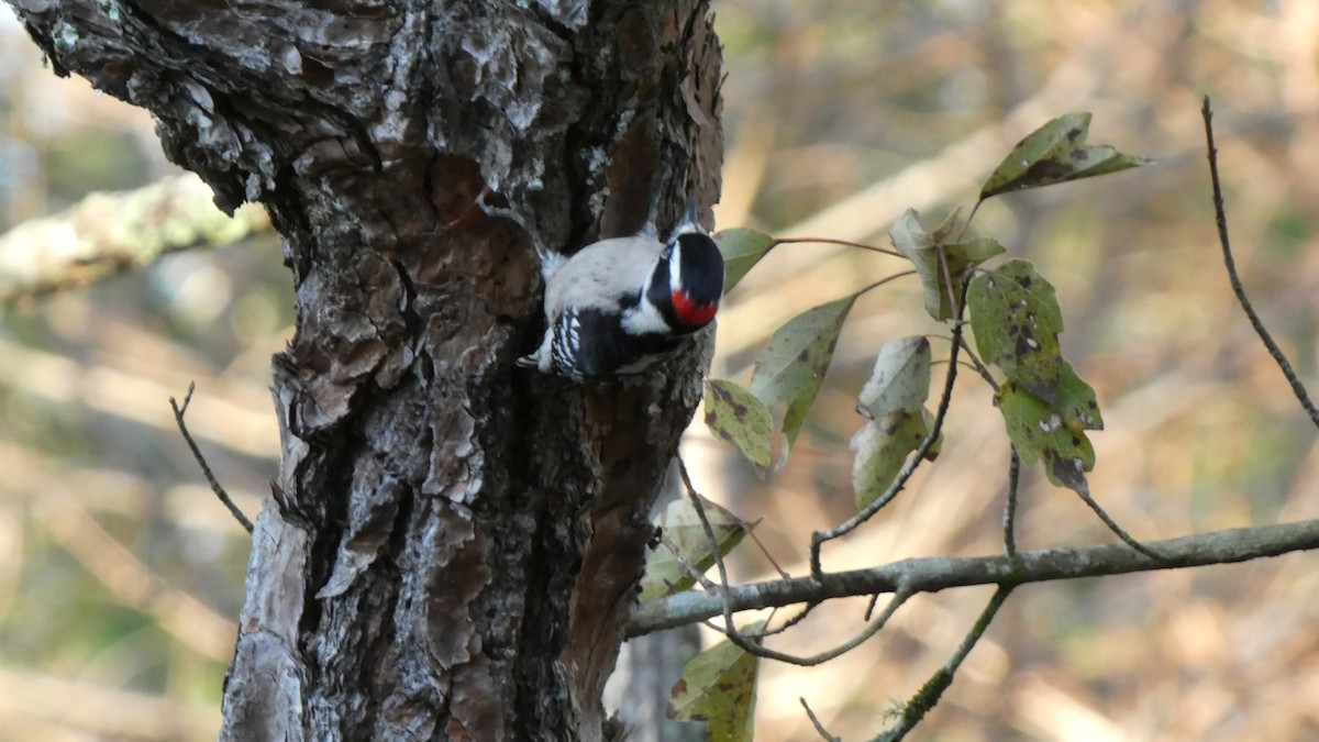 Downy Woodpecker (Eastern) - ML518404111