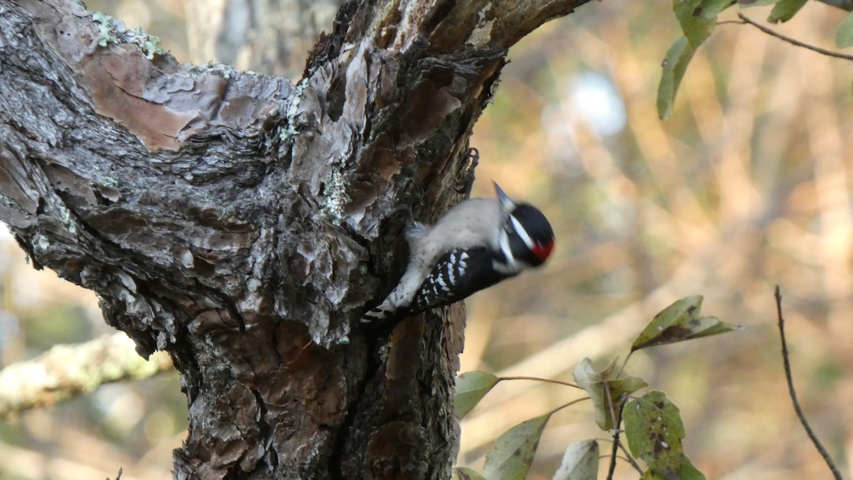 Downy Woodpecker (Eastern) - ML518404141