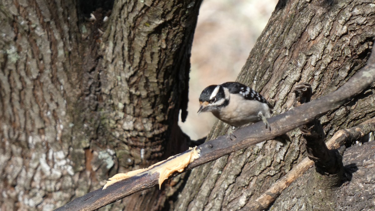 Downy Woodpecker (Eastern) - ML518404151