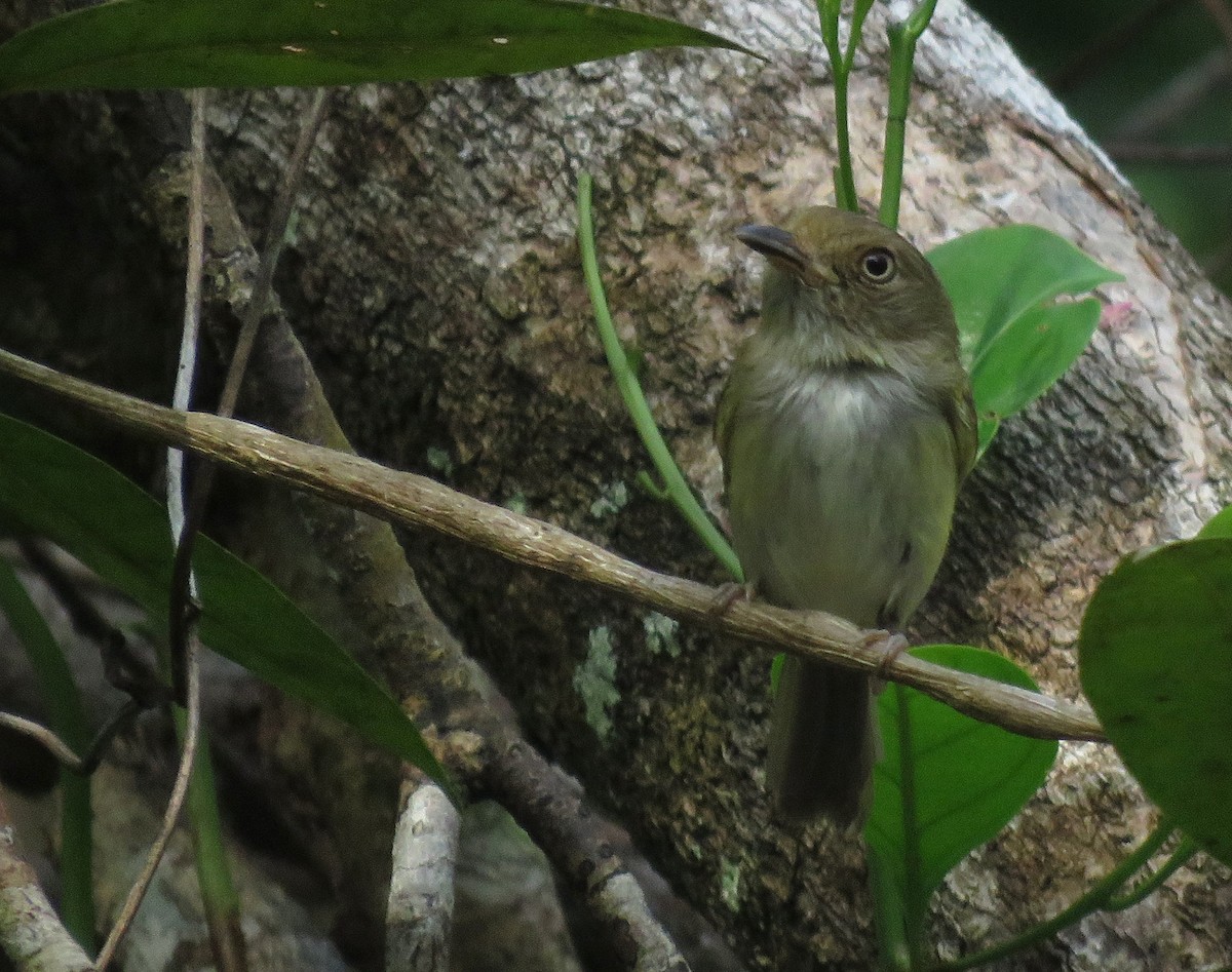 Helmeted Pygmy-Tyrant - ML518404371