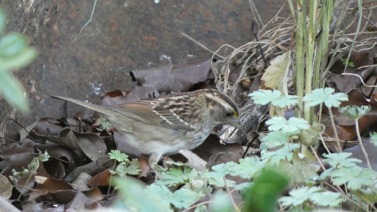 White-throated Sparrow - ML518404481