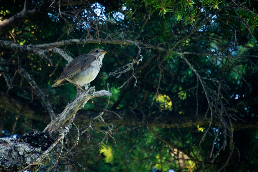 Hermit Thrush - ML518405091