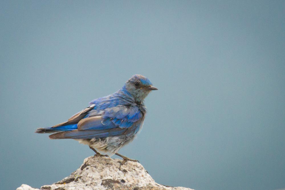 Mountain Bluebird - ML518405321