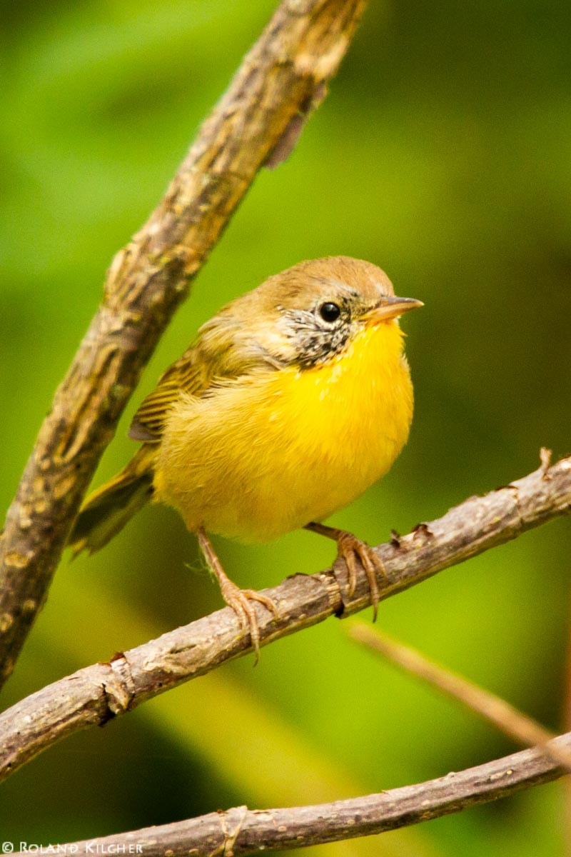 Common Yellowthroat - ML518406611