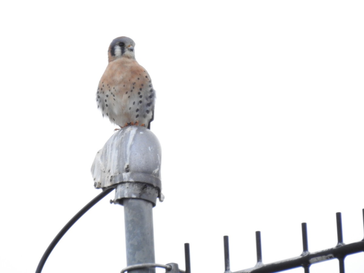 American Kestrel - Jody  Wells