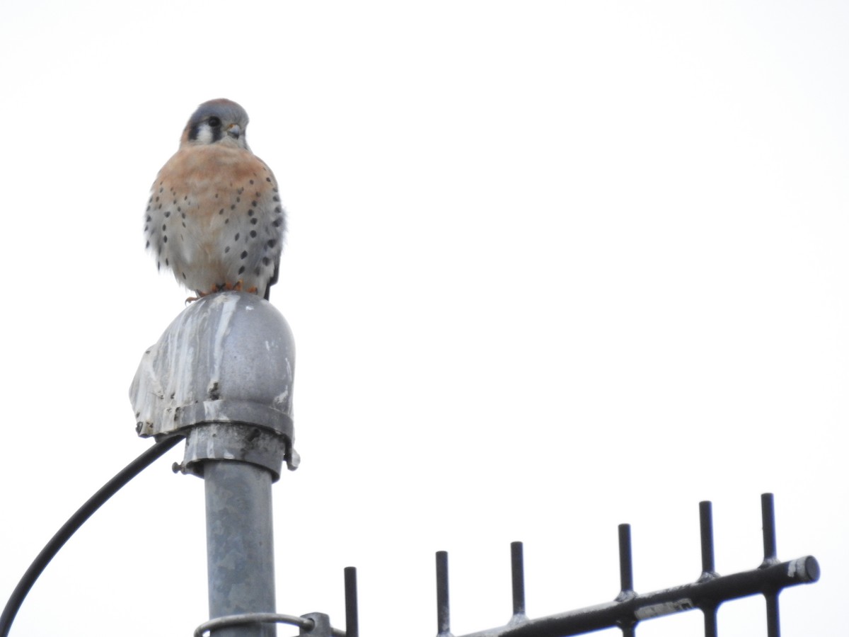 American Kestrel - ML518406961