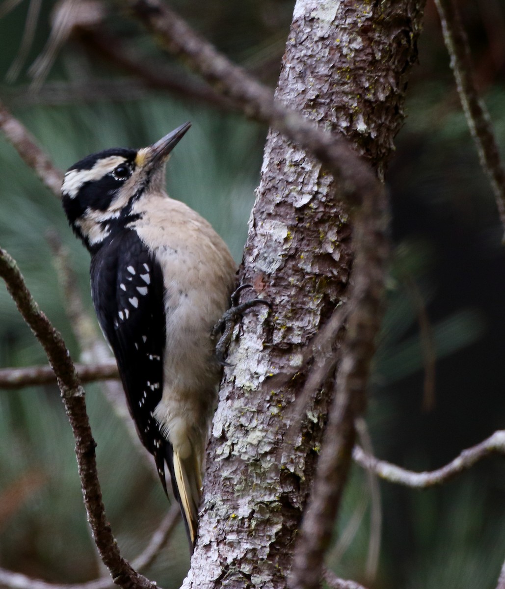 Hairy Woodpecker - Kent Leland