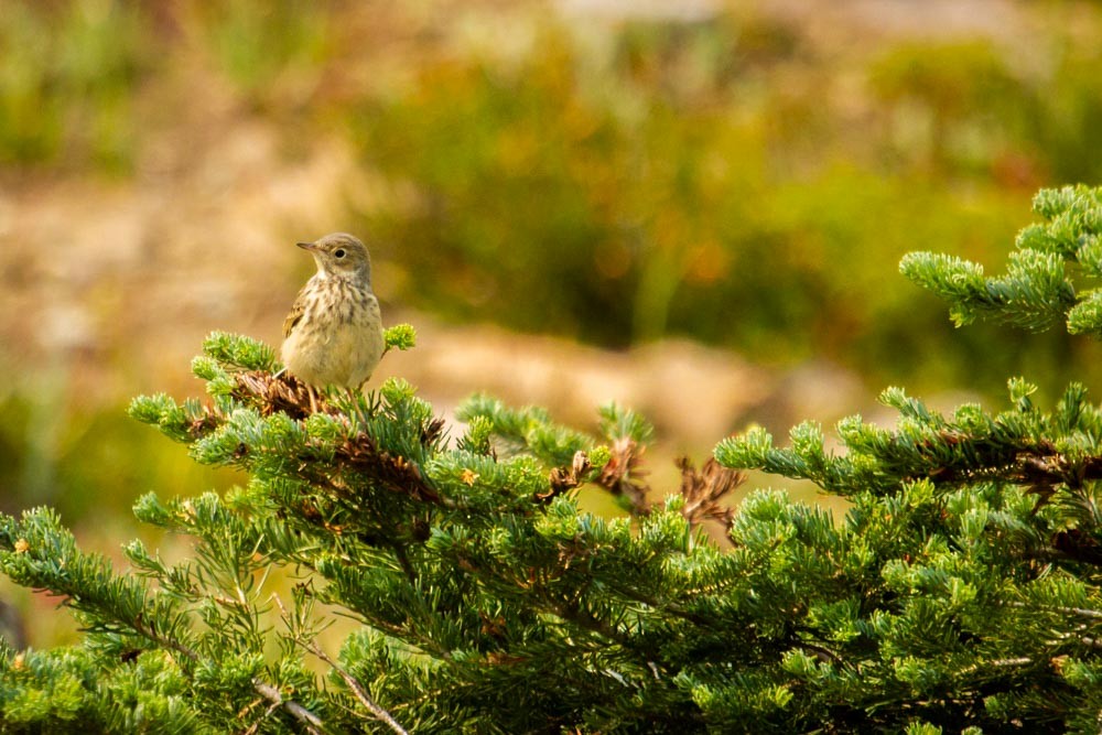 American Pipit - Roland Kilcher