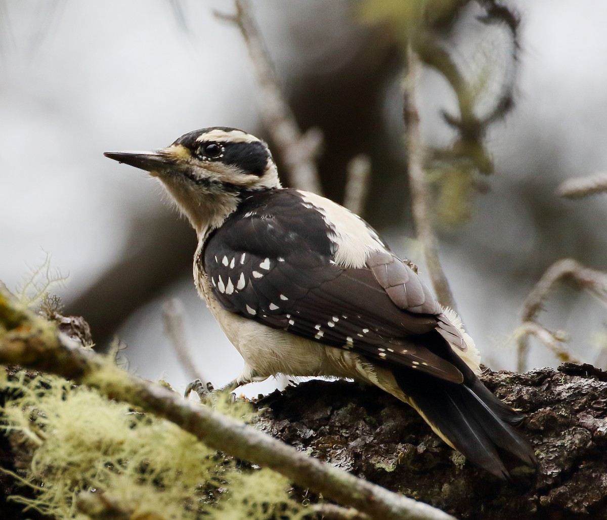 Hairy Woodpecker - ML518407811