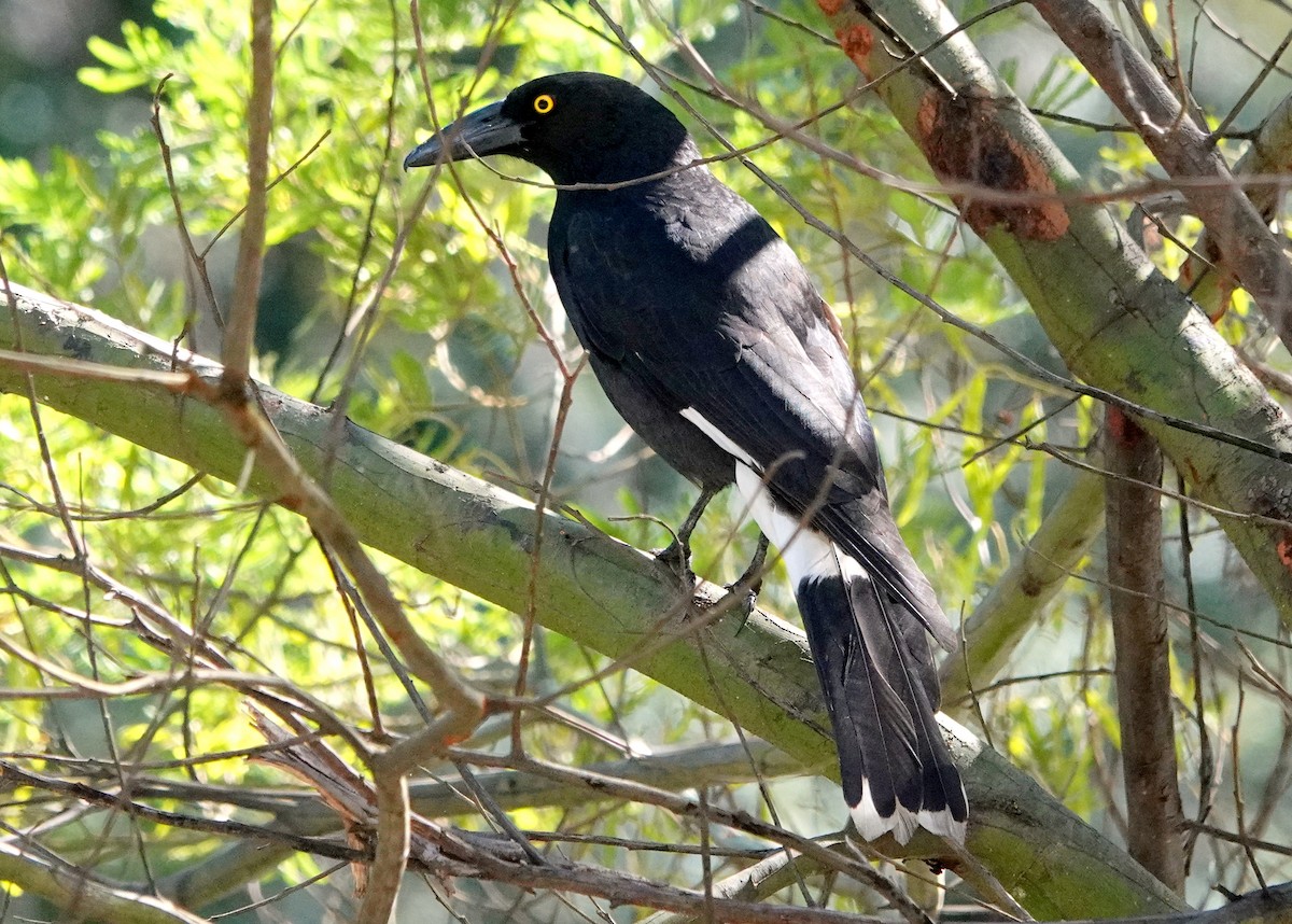 Pied Currawong - ML518410171