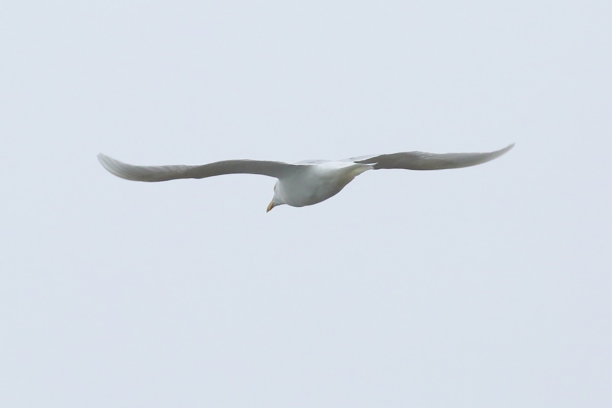 Glaucous Gull - ML51841041