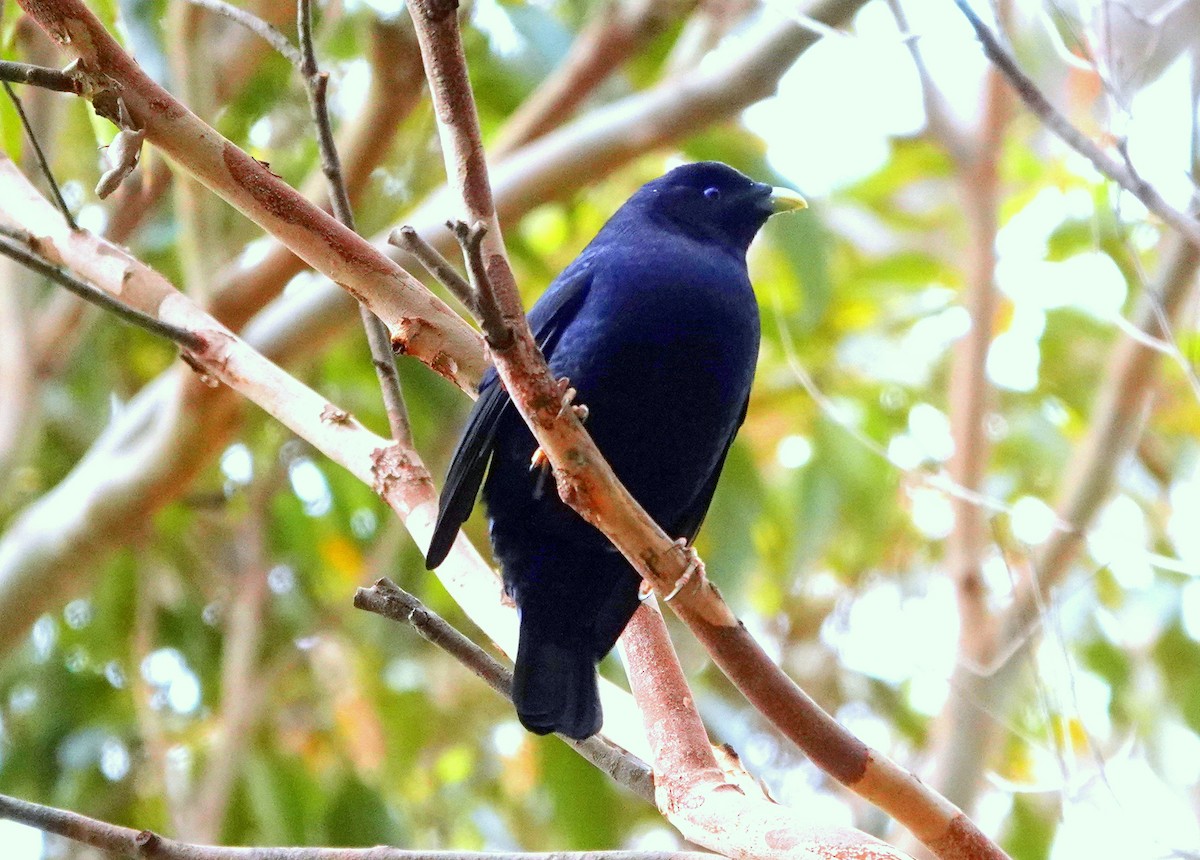 Satin Bowerbird - ML518410671