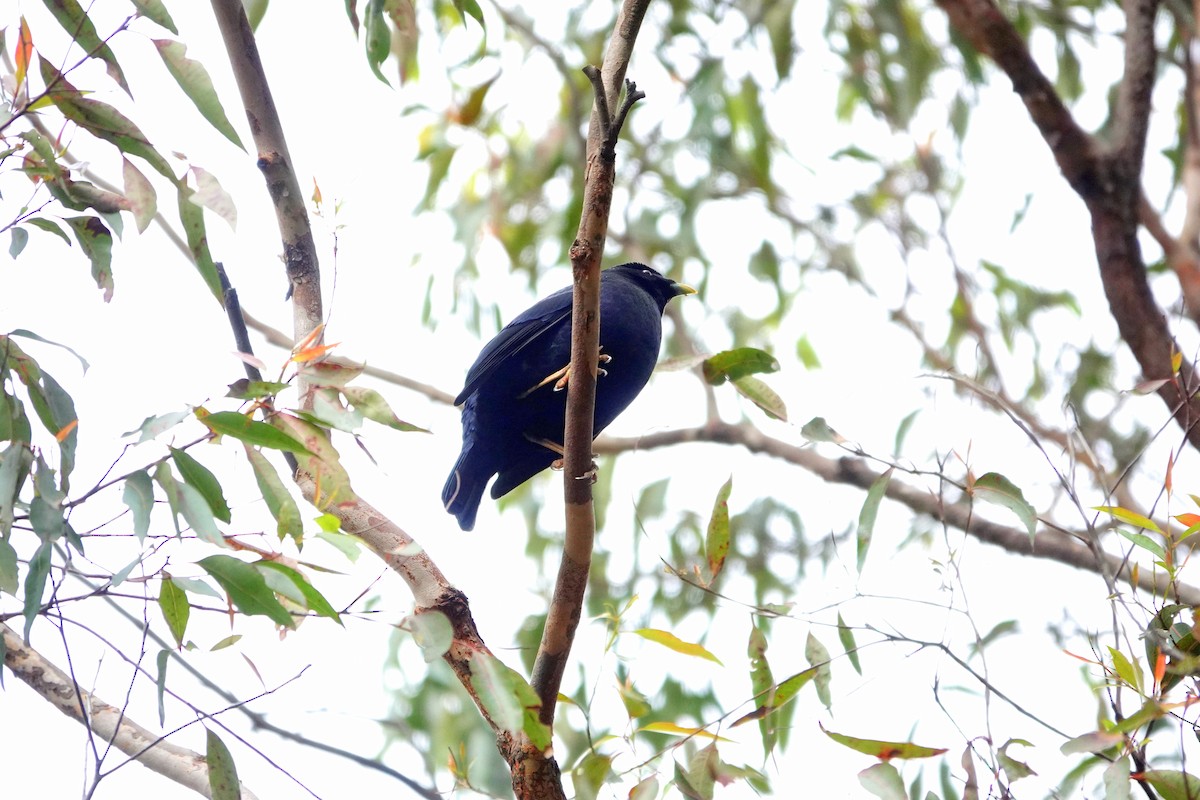 Satin Bowerbird - ML518410691