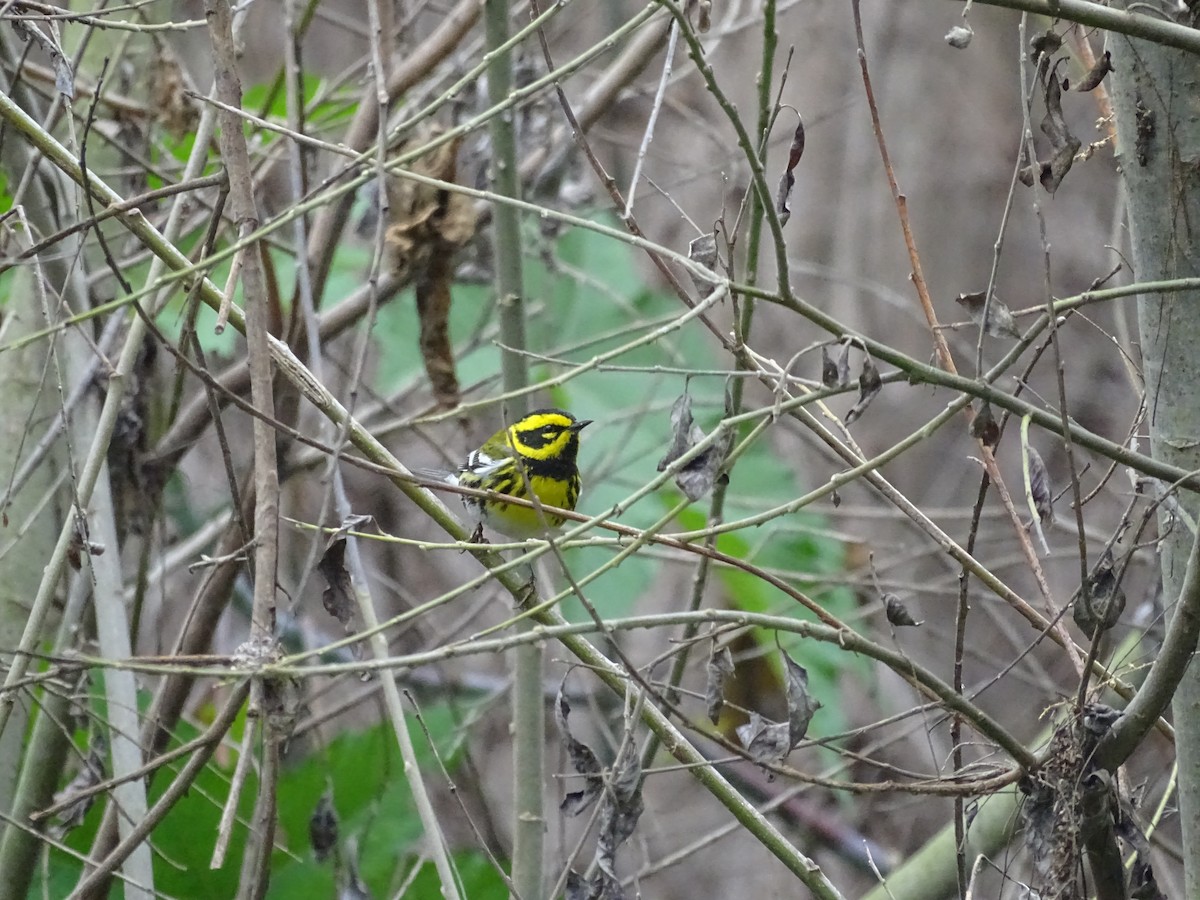 Townsend's Warbler - ML518411861