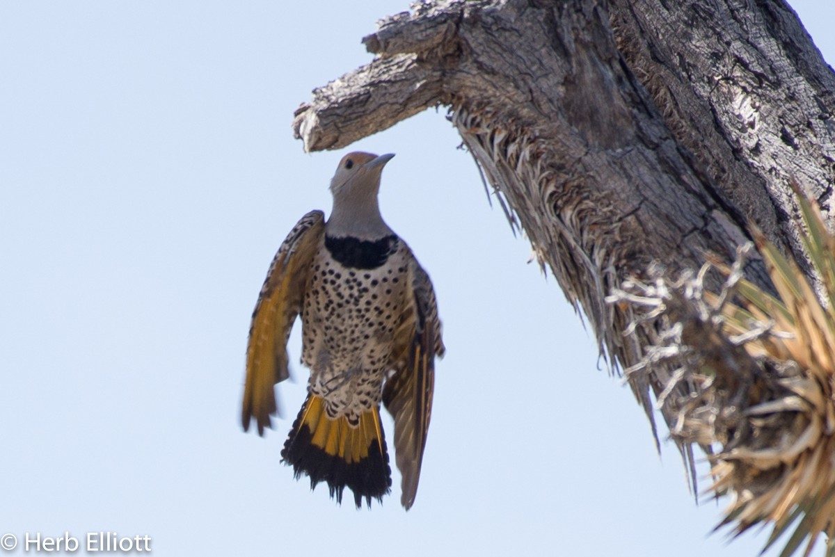 Gilded Flicker - ML51841321