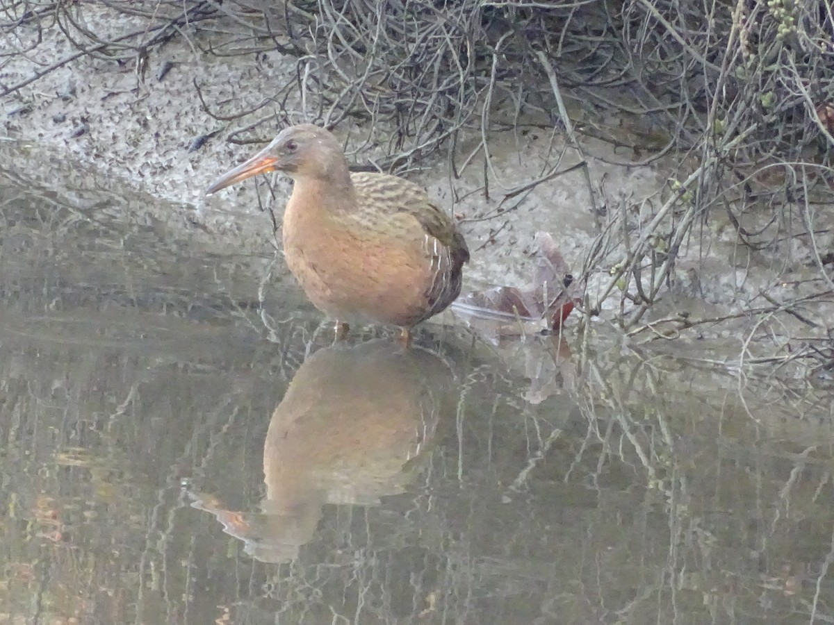 Ridgway's Rail - ML518413701