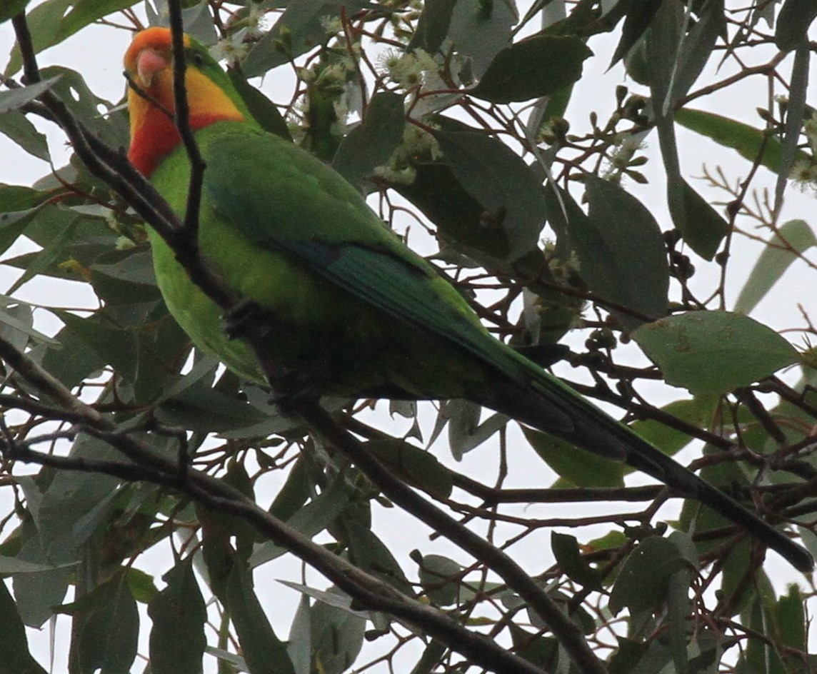 Superb Parrot - ML51841371