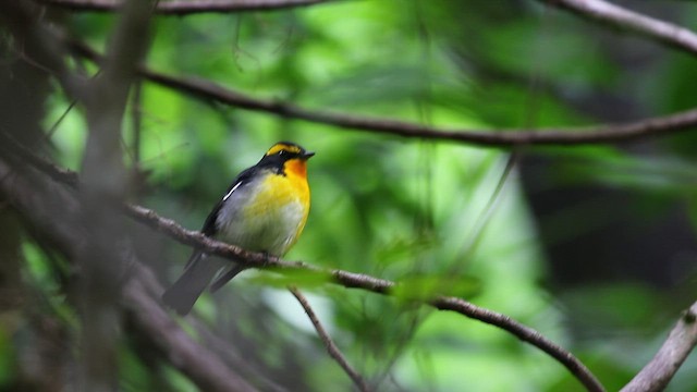 Narcissus Flycatcher - ML518415551