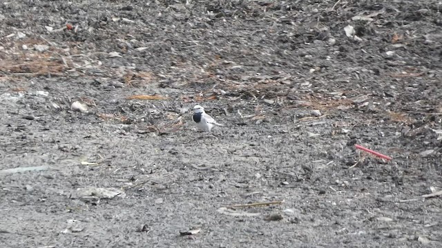 White Wagtail - ML518415821