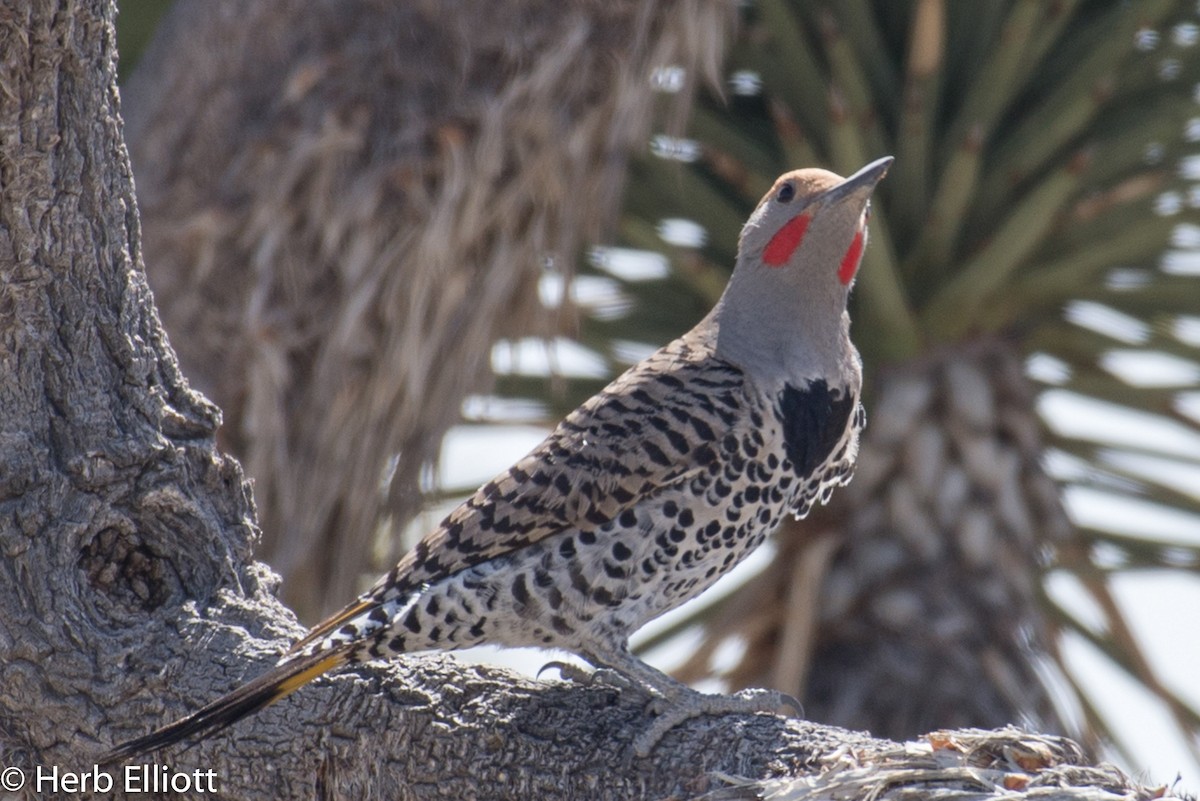 Gilded Flicker - ML51841621