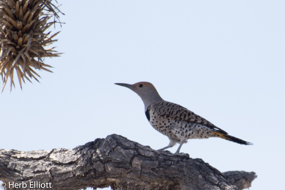 Gilded Flicker - ML51841631