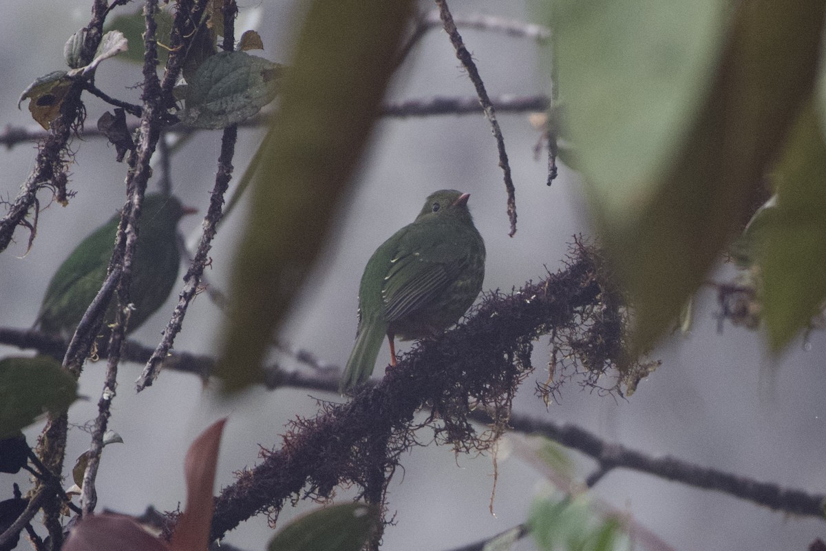 Barred Fruiteater - ML518416401