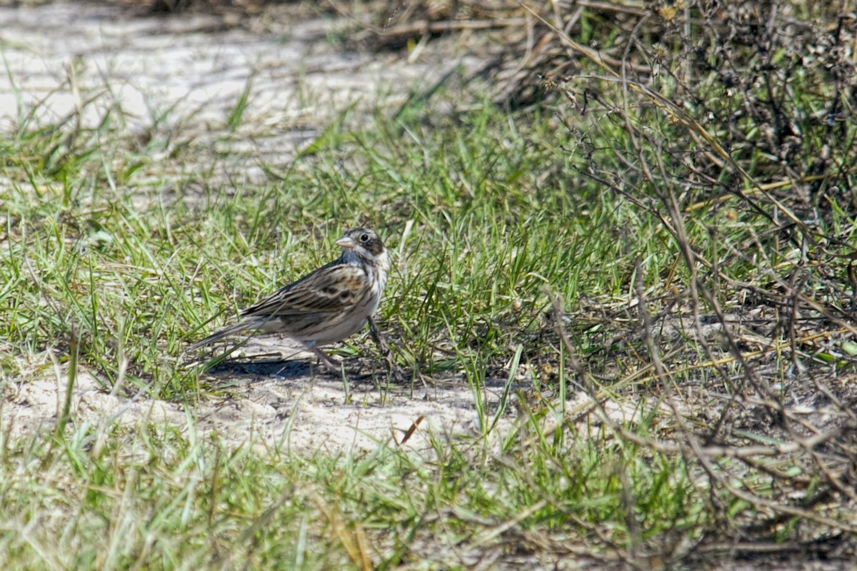 Vesper Sparrow - ML518417261