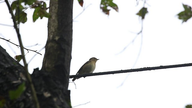 Narcissus Flycatcher - ML518418781