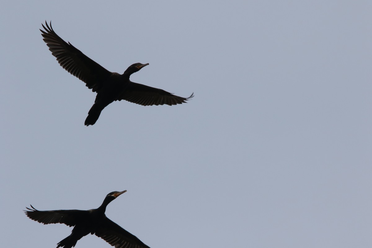 Neotropic Cormorant - L. Ernesto Perez Montes (The Mexican Violetear 🦉)