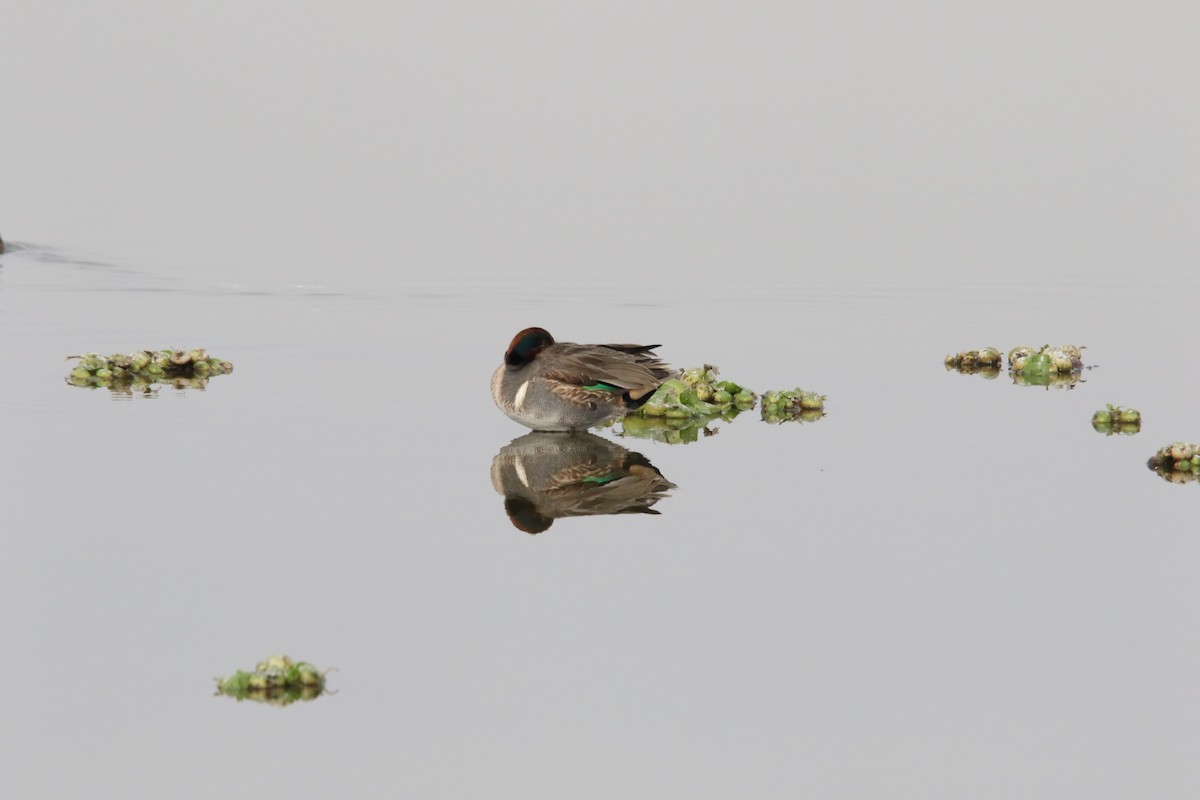 Green-winged Teal (American) - L. Ernesto Perez Montes (The Mexican Violetear 🦉)