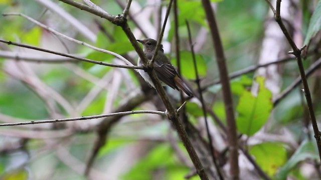 Narcissus Flycatcher - ML518419651