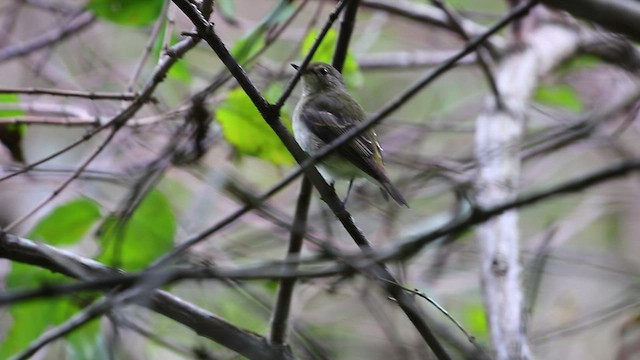 Narcissus Flycatcher - ML518419671