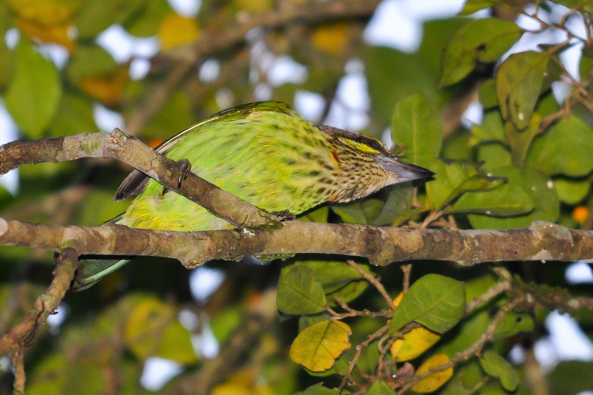 Grünohr-Bartvogel - ML518423411