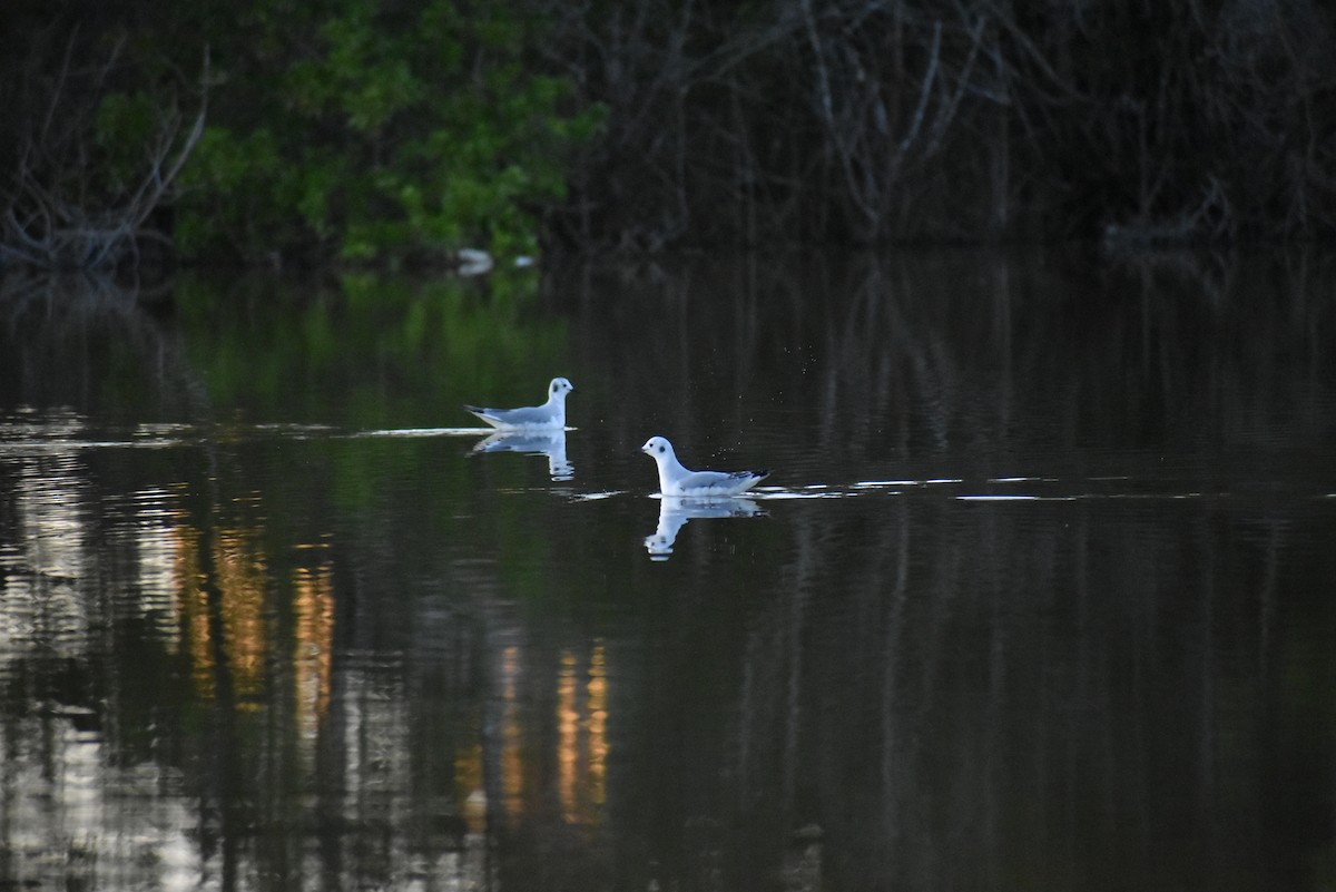 Bonaparte's Gull - Luis Garma