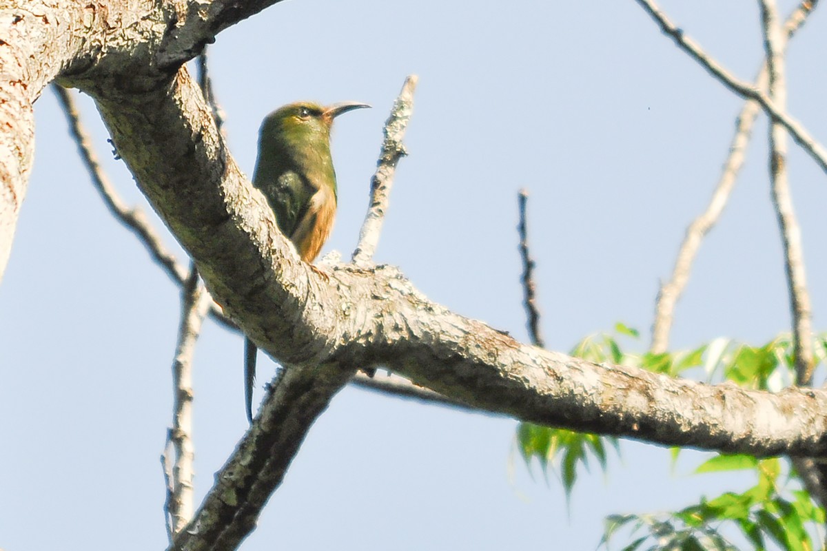 Blue-bearded Bee-eater - ML518423851